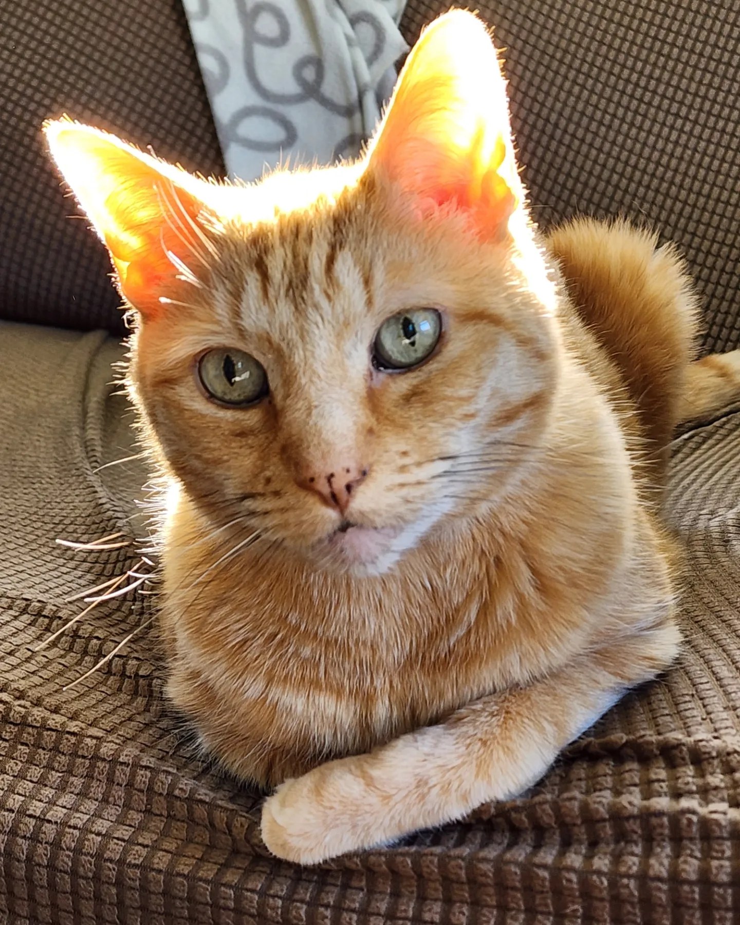 Finn sun ears