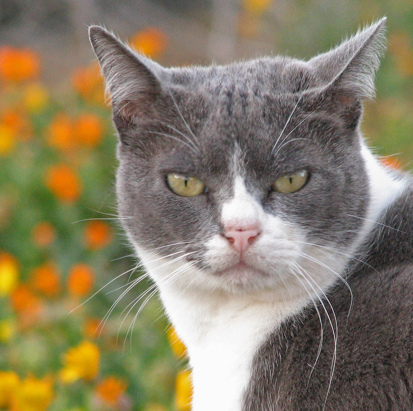 Kirby close up with poppies behind   close cropped